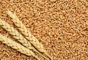 pulsuz itlerin verilmesi: Buğda Alıram 
2250 kg lazimdi 1kg=0.40 qəpik