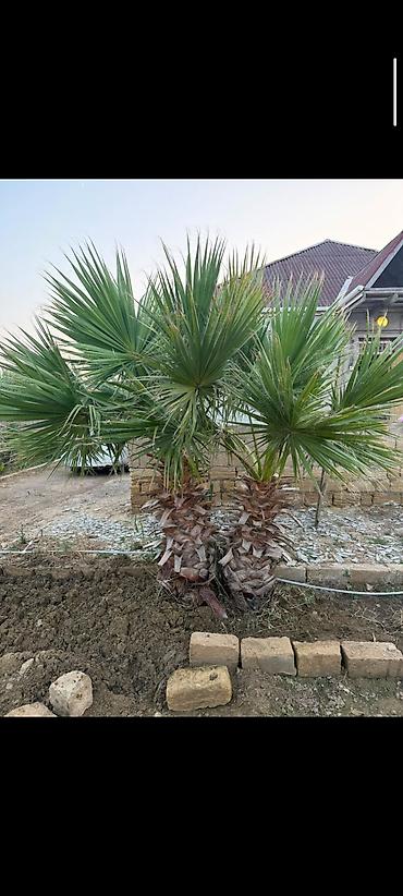 palm angels: Ikili dekorativ palma ağacı – Washingtonia (fan tipli yarpaq) - Növ — 1