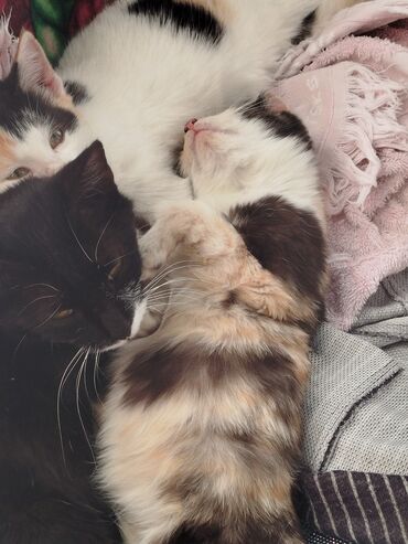 Отдам даром кошку: Котята трёхцветной окраски - Домашние котята с ярким черепаховым и — 18