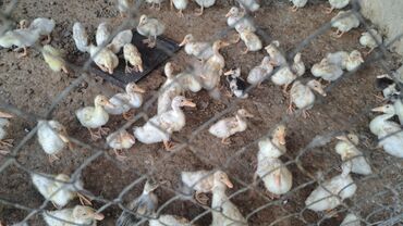 feniks quşu: 1 ay 1 həftəlik Pekin ördək 🦆🦆🦆 balaları satılır. Qiymət 4 manat