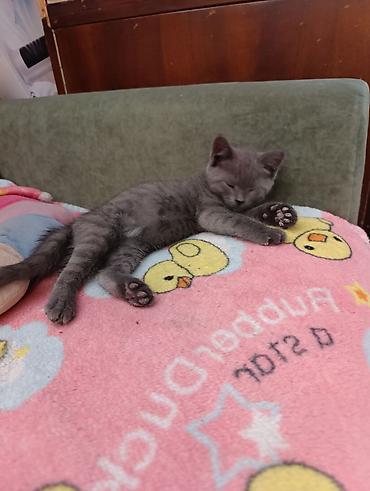 Животные: Британская короткошёрстная, 3 месяца, Девочка, Голубой — 1