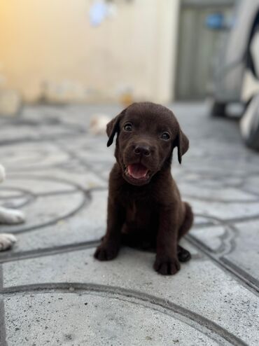 Akvarium aksessuar və ləvazimatları: Labrador-retriver
