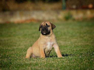velika pudla: Na prodaju stenci Presa Canario izuzetnih krvnih linija, sa ozbiljnim — 8