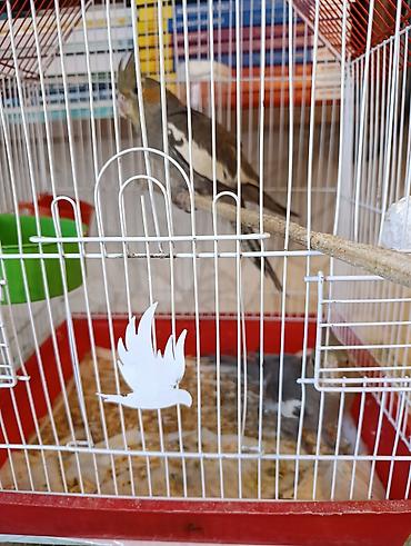 taxta qəfəs: Nimfa (Cockatiel) papağanı və qəfəs dəsti - Növ: Nimfa (cockatiel) – — 3