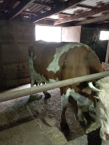 корова молоко литор 10: Продаю | Корова (самка) | Алатауская, Симментальская | Для молока