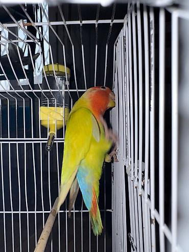 золотая шиншилла котенок: Naxçıvan tutuquşusu (lovebird) – parlaq rəngli cüt - Rəngləri: əsasən — 4