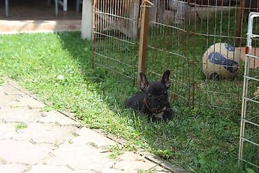 Psi: Francuski Buldog štenci Odgajivačnica UŠTICA ima u ponudi štence rase na lalafo.rs — 9 Psi: Francuski Buldog štenci Odgajivačnica UŠTICA ima u ponudi štence rase — 9