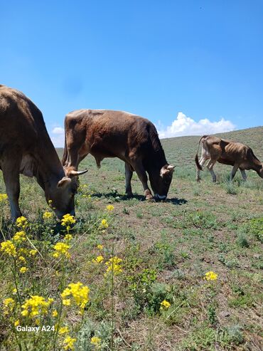 cins ineklerin satisi 2019: Dişi, il: 2, Damazlıq, Ödənişli çatdırılma