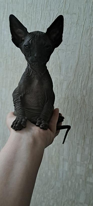 pisik oyuncaqlari: Sfinks — 2