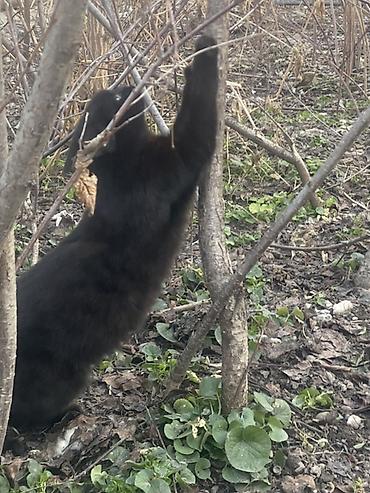 Продажа кошек: 6 месяцев, Мальчик, Черный — 7