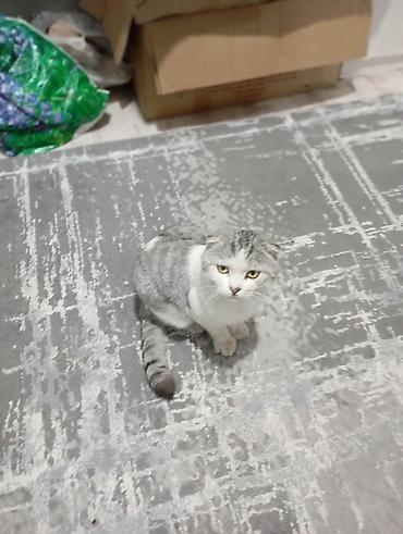 Продажа кошек: Скотиш Фолд (Шотландская вислоухая), 1 год, Мальчик, Биколор, С прививками — 6