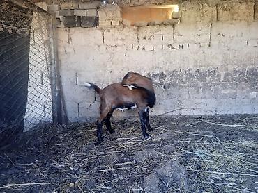 кой кисар: Продаю | Козлёнок | Для разведения — 3