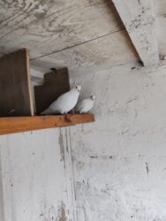 Göyərçinlər: Göyərçinlər satılır biri 10 manatdan. Birindən başqa-ayağı bol papışdı — 6