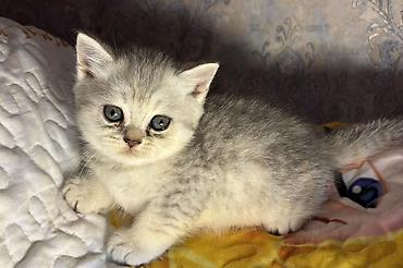 Кошки: Шиншилла, Самка, Самец, Самовывоз — 4