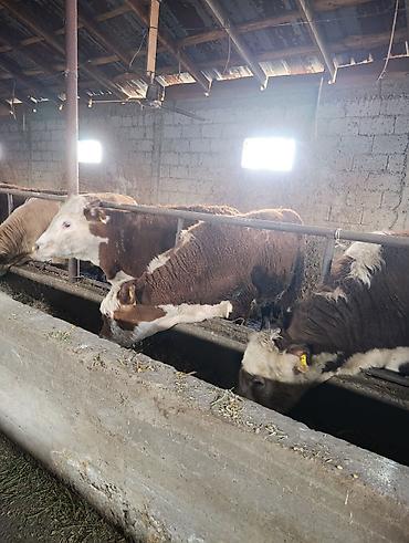 Коровы, быки: Продаю | Бык (самец) | Герефорд | На откорм | Племенные — 2