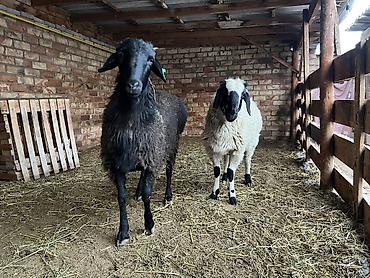 Баран, овца: Продаю | Баран (самец) — 8