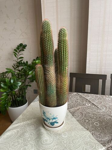 Otaq bitkiləri: Kaktus 60sm 
Qabı keramika
Qiyməti 50azn