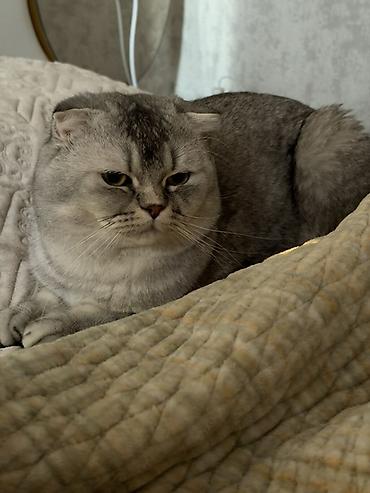 шотландская коричневая кошка: Шотландская вислоухая кошка, окрас серебристый (шиншилла/серебристый — 1