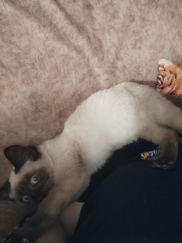 Pişiklər: Siam, Erkək — 14