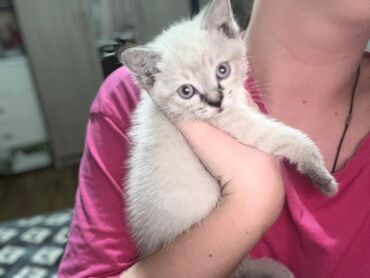 русская дымчатая кошка: Котёнок светлого окраса с голубыми глазами, темными ушками и