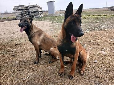 Продажа собак: Предлагаются к бронированию щенки Белгийской овчарки Малинуа.Щенков 9 — 16