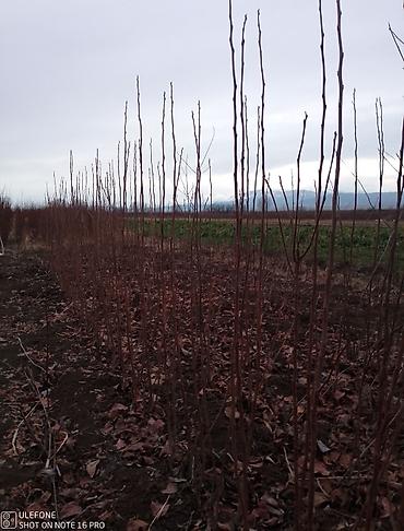 Tinglər: Xurma ağacları satışdadır zəmanətli verilir ağaclar çatdirilma pulsuz — 6