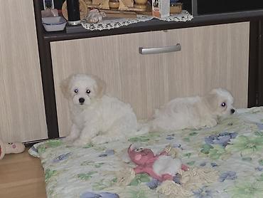 Psi: Štenad maltezer – bela, mini rasa - Prelepe bele pufnaste njuškice — 9