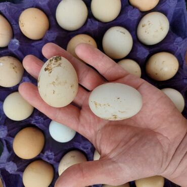 ayam cemani yumurta: Toyuq, Australorp, Kuçin, Yumurtalıq, Pulsuz çatdırılma, Ödənişli çatdırılma