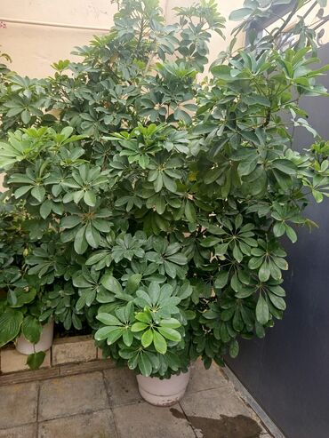 Otaq bitkiləri: Şefler ve her cür ev güllərin satışı mövcudu isdediyiniz gülün — 3