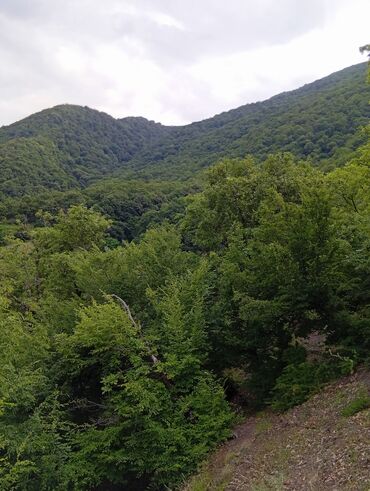 Günlük kirayə evlər: 40 kv. m, 2 otaqlı, Kombi, İnternet, Telefon -da lalafo.az — 18 Günlük kirayə evlər: 40 kv. m, 2 otaqlı, Kombi, İnternet, Telefon — 18