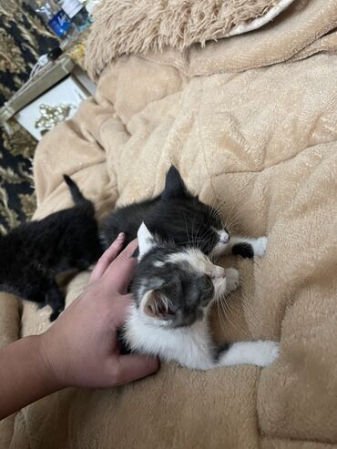 домик туалет для кошек: Бесплатно котята в добрые руки ! 
Уже сами кушают ходят в туалет