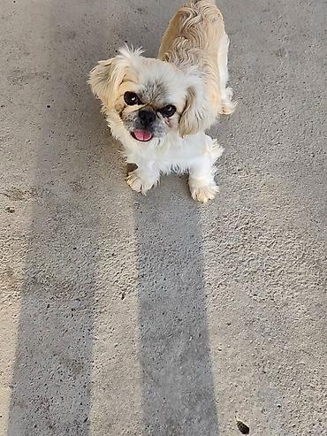 İtlər: Pekines, 1 il, Erkek — 8