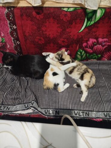 Отдам даром кошку: Котята трёхцветной окраски - Домашние котята с ярким черепаховым и — 14