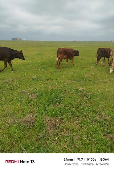 Коровы, быки: Продаю | Бык (самец) — 14