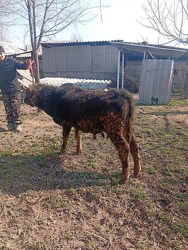 Коровы, быки: Продаю | Бык (самец) | На откорм | Привязанные — 11