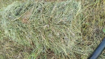 куриная продукция: Тааза беде биринчи орумдан,Бишкекте Колому дагы жакшы пресстелген