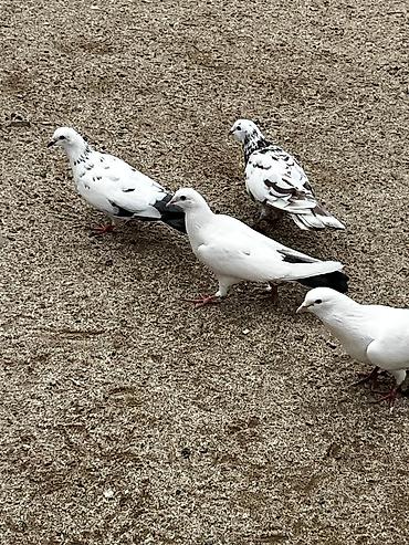göyercin yuvası: Qaqaş qarışıq rəngli göyərçinlər – dekorativ və uçuş üçün Məhsul — 2