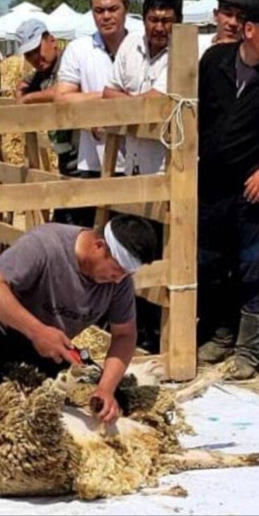 продаю музоо торпок корова самка бык самец айрширская ангус алатауская на забой для разведения на откорм племенные нетель привязанные: Продаю | Баран (самец) at lalafo.kg продаю музоо торпок корова самка бык самец айрширская ангус алатауская на забой для разведения на откорм племенные нетель привязанные: Продаю | Баран (самец)