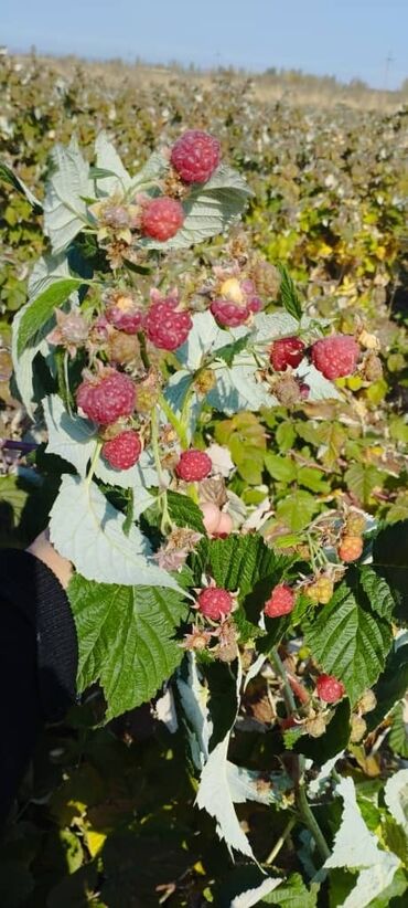 продажа кукурузы в початках: Малина