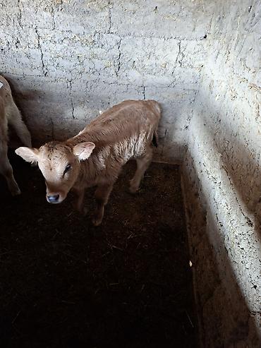 Коровы, быки: Продаю | Музоо, торпок | Искусственник — 7