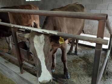 быки в канте: Продаю | Корова (самка) | Для молока | Стельные