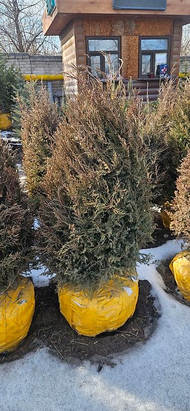 Искусственные ёлки: Ёлка,сосна,голубые ели,пихта,берёза — 11