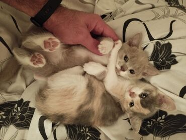 Pişiklər: Dişi, Yaxşı əllərə -da lalafo.az — 6 Pişiklər: Dişi, Yaxşı əllərə — 6