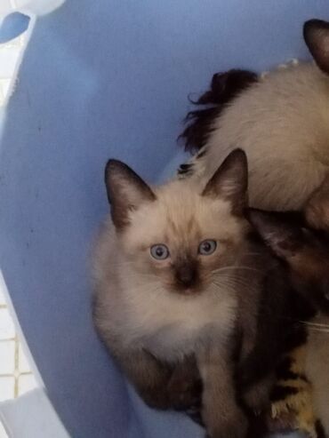 персидский кот: Продаётся чистокровные тайские котята 3 месяца, здоровые, игривые,к