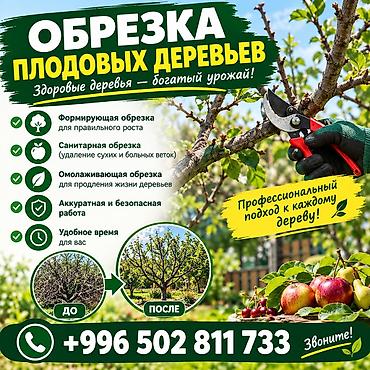 дрова скупка: Обрезка плодовых деревьев. Выполняются разные виды обрезки: - — 1