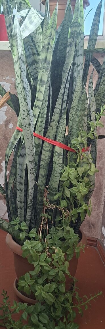 yaş aboy: Sansevieria (Qayın dili) + asma sukulent kompozisiyası – dibçəkdə -
