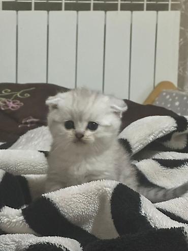 Pişiklər: Şotland — 9