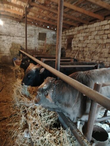 Inəklər, öküzlər: 6 baş dana satilir — 3