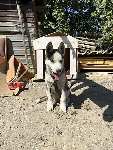 жаны асый: Хаски, 2 айлык, Ургаачы — 3