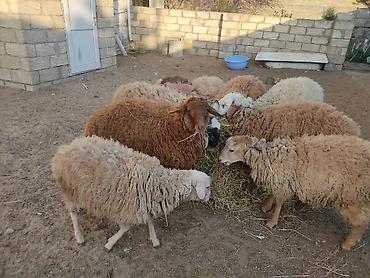 Quzu: Erkey qoyunlar 8 eded hamsi erkeydi — 19